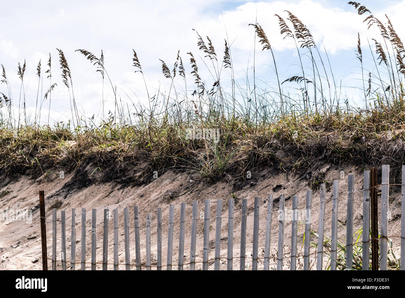 Pickett Zaun mit Strandhafer und Dünen am Sandbridge Stockfoto