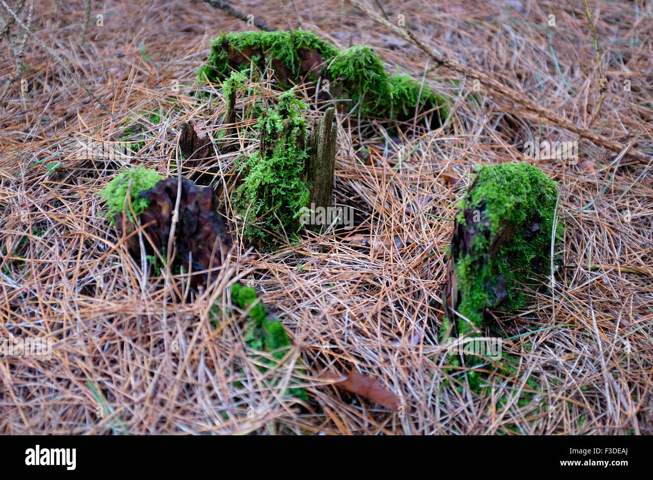 Moos wächst auf Baumwurzeln im Unterholz auf einem Waldboden. Stockfoto