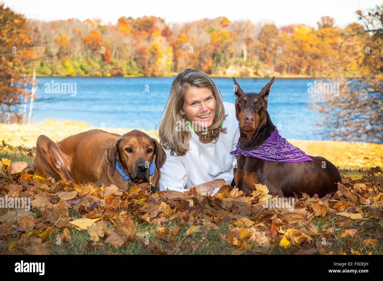 Reife attraktive mittleren Alter Frau mit langen Haaren, Verlegung im Herbst Blätter mit ihren 2 große Haustier Begleiter Hunden vor einem See Stockfoto