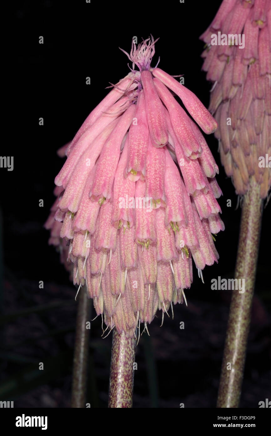 Nahaufnahme der Blüte Wald Lilie / Sand Zwiebel / Winter Red Hot Poker - Veltheimia Bracteata - Familie Hyancinthaceae Stockfoto