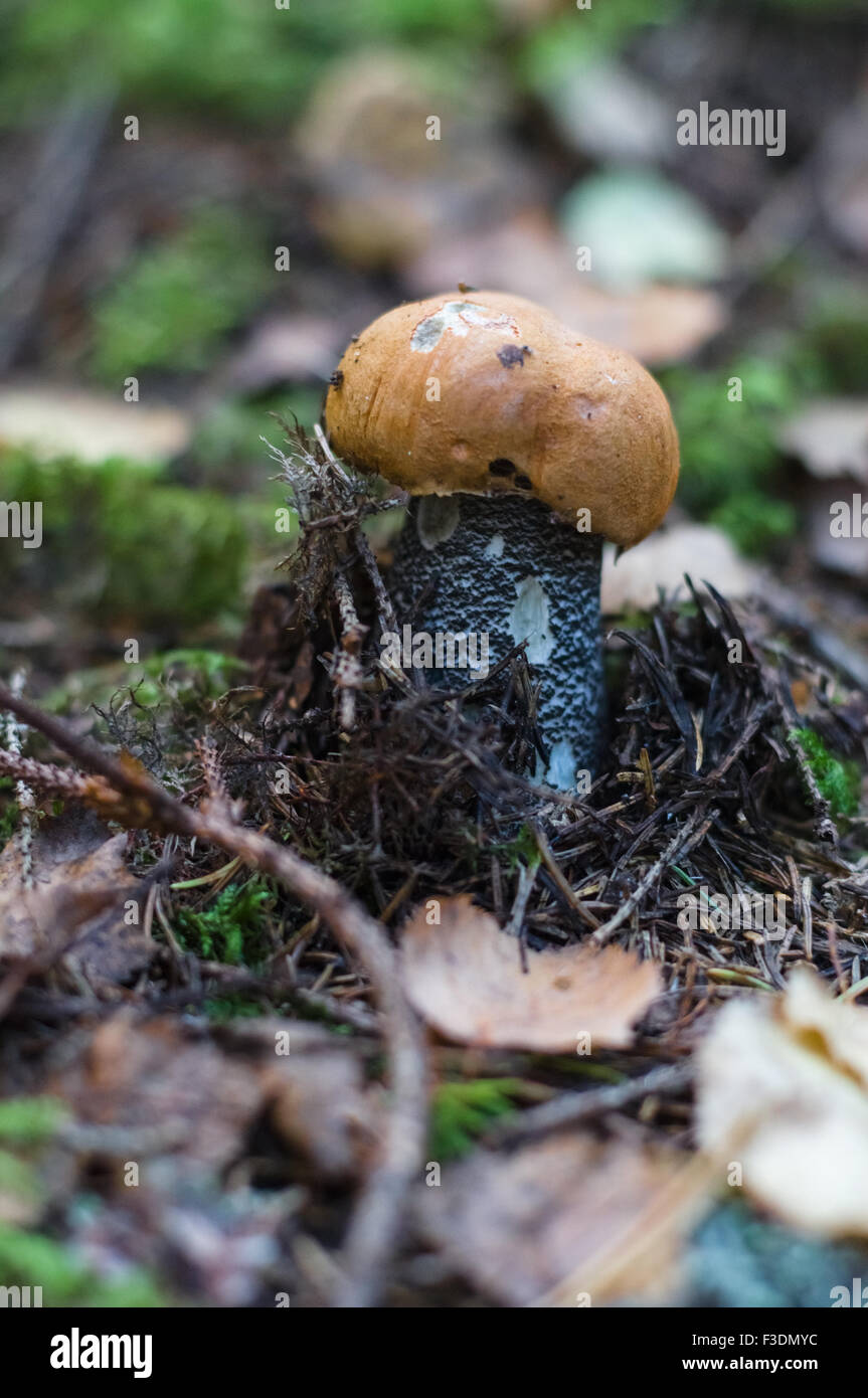 Nahaufnahme des Orange-Cup Steinpilze (Leccinum Aurantiacum) Stockfoto