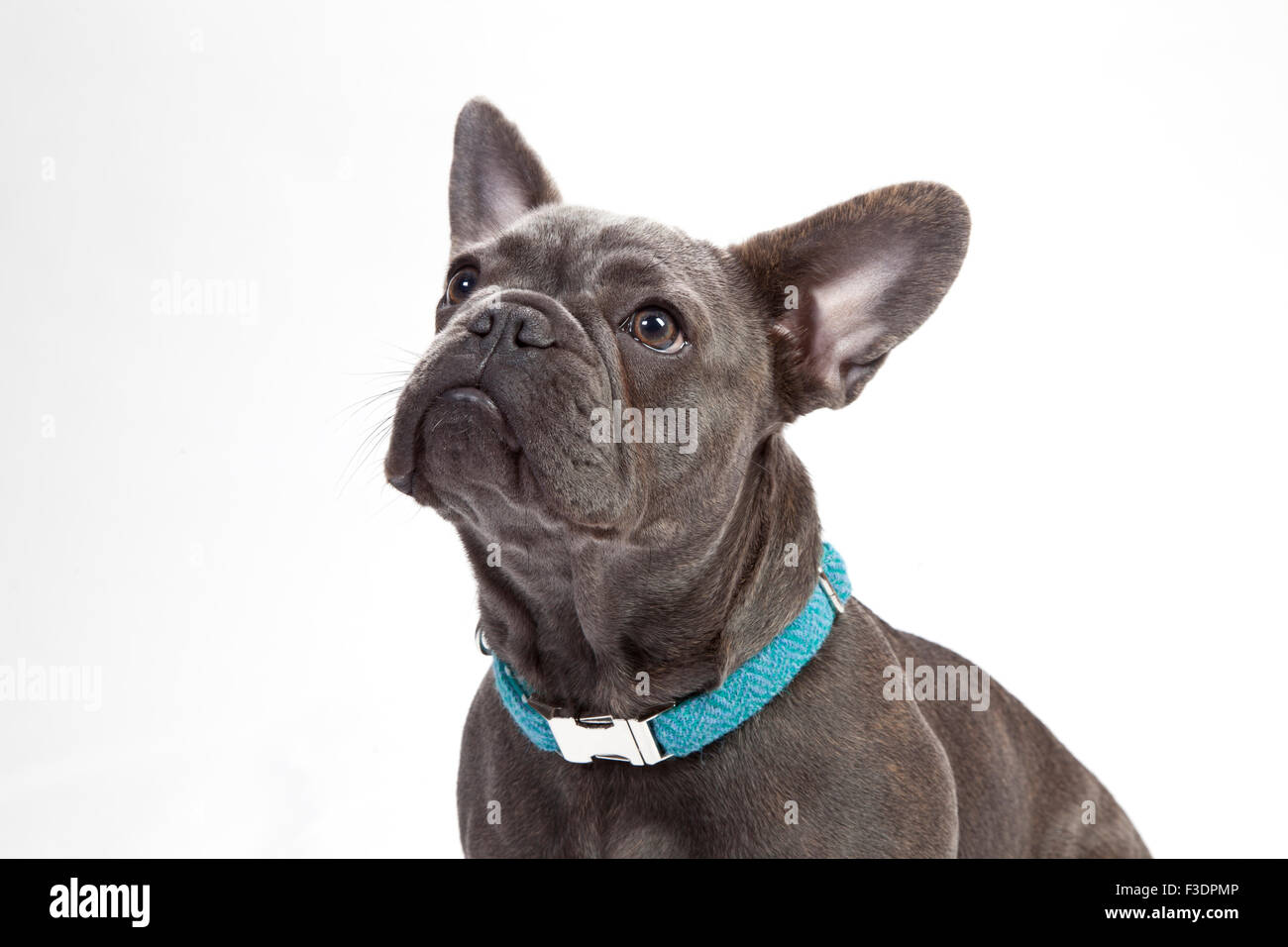 Französische Bulldogge mit blauem Kragen Stockfoto
