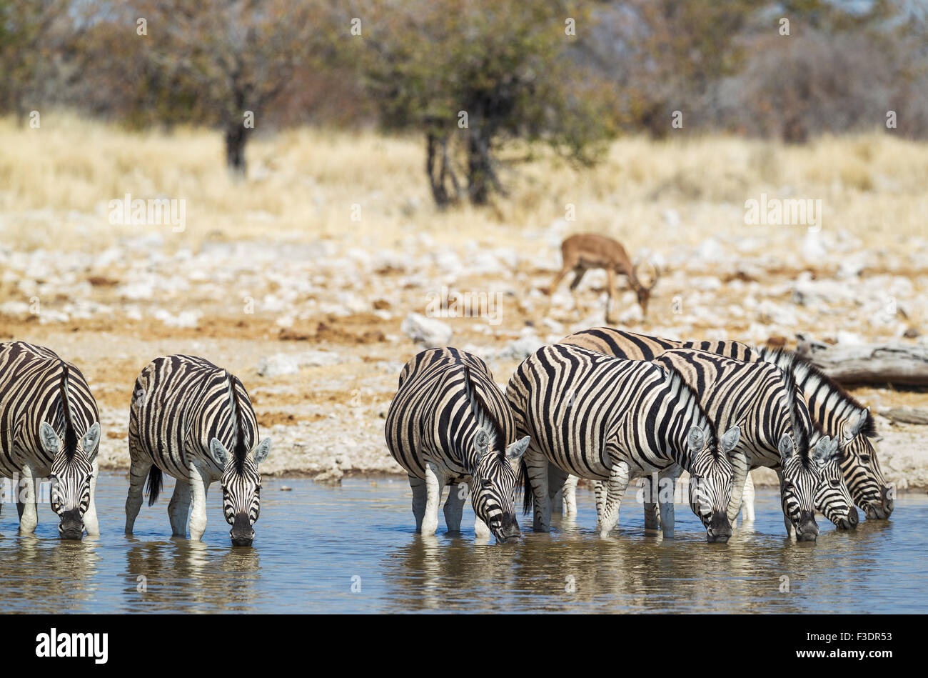 Burchell Zebras (Equus Quagga Burchellii) trinken am Wasserloch, Beweidung Black-faced Impalas (Aepyceros Melampus Petersi) Stockfoto