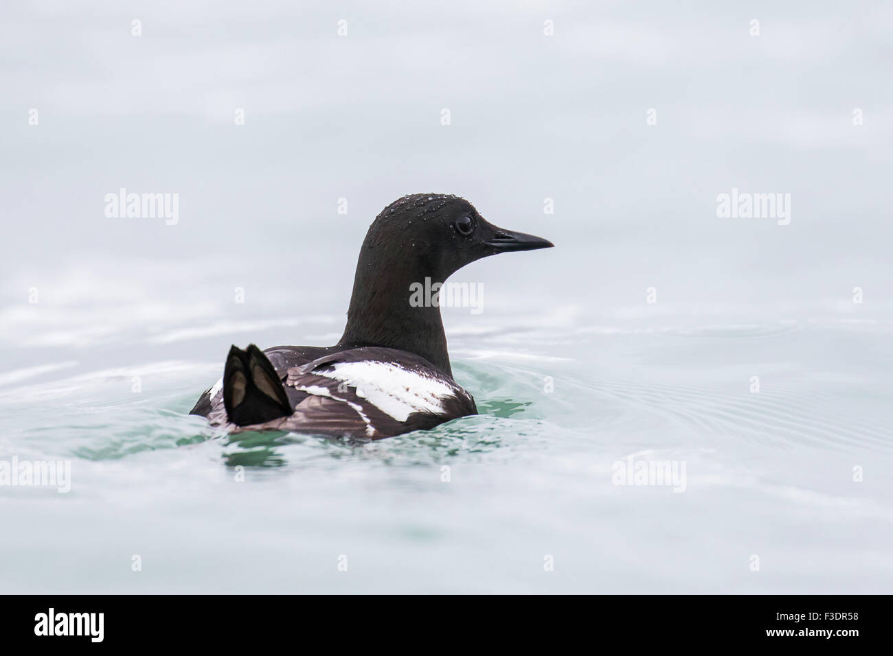 Schwarzen Guillemot (Cepphus Grylle), Schwimmen im Wasser, Spitzbergen, Norwegen Stockfoto