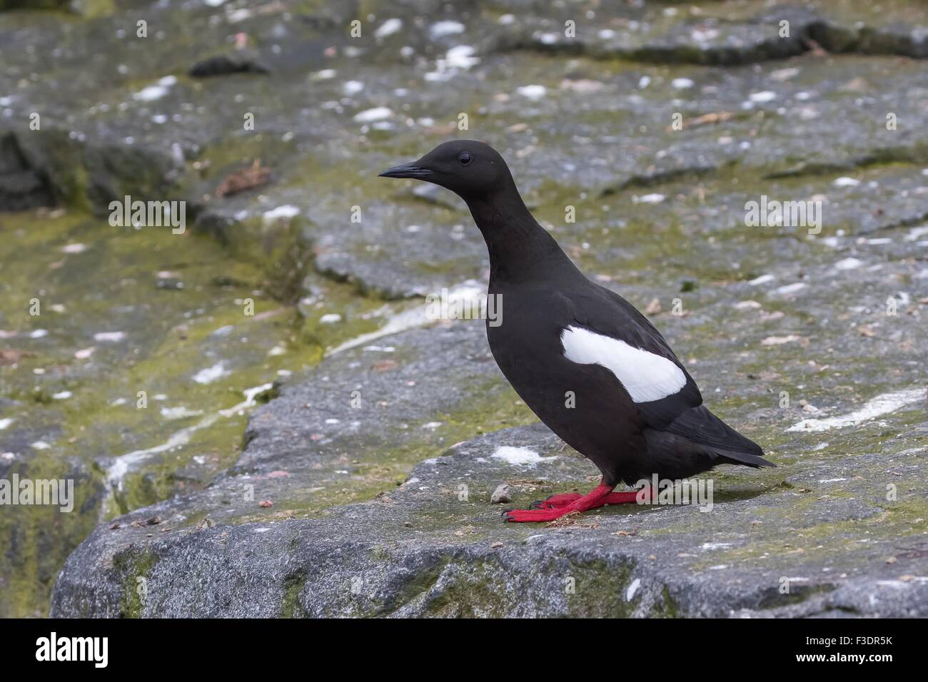 Schwarzen Guillemot (Cepphus Grylle), auf Felsen, Spitzbergen, Norwegen Stockfoto