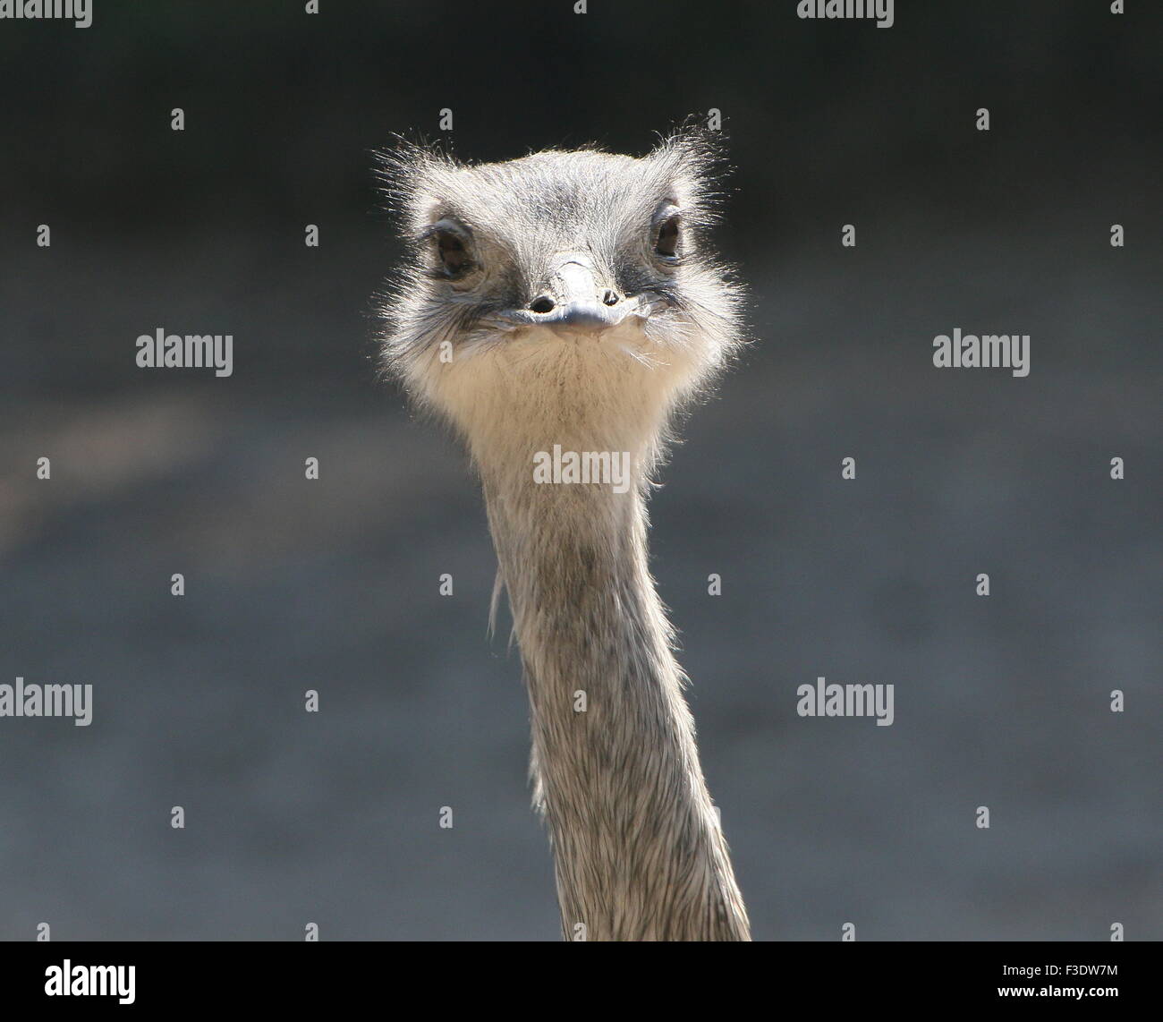 Nahaufnahme des Kopfes eines neugierigen weiblichen südamerikanischen größere Rhea oder Ñandú (Rhea Americana) Stockfoto