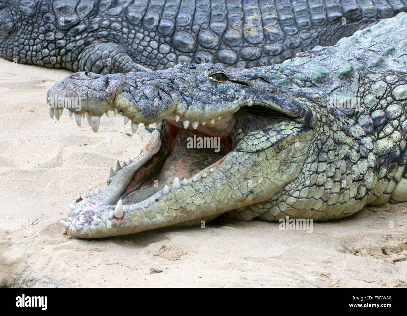 Reifen Sie, afrikanische Nil Krokodil (Crocodylus Niloticus) in der Sonne  aalen Stockfotografie - Alamy