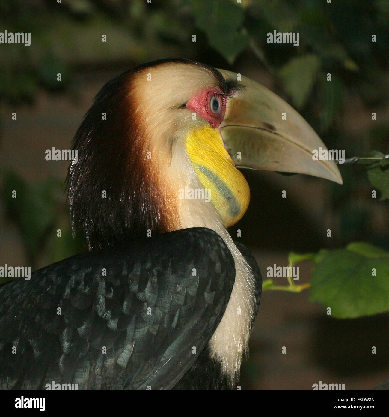 Männliche Southeast Asian bekränzt Hornbill oder Bar Pouched bekränzt Hornbil (Rhyticeros Undulatus, Aceros Undulatus) Stockfoto