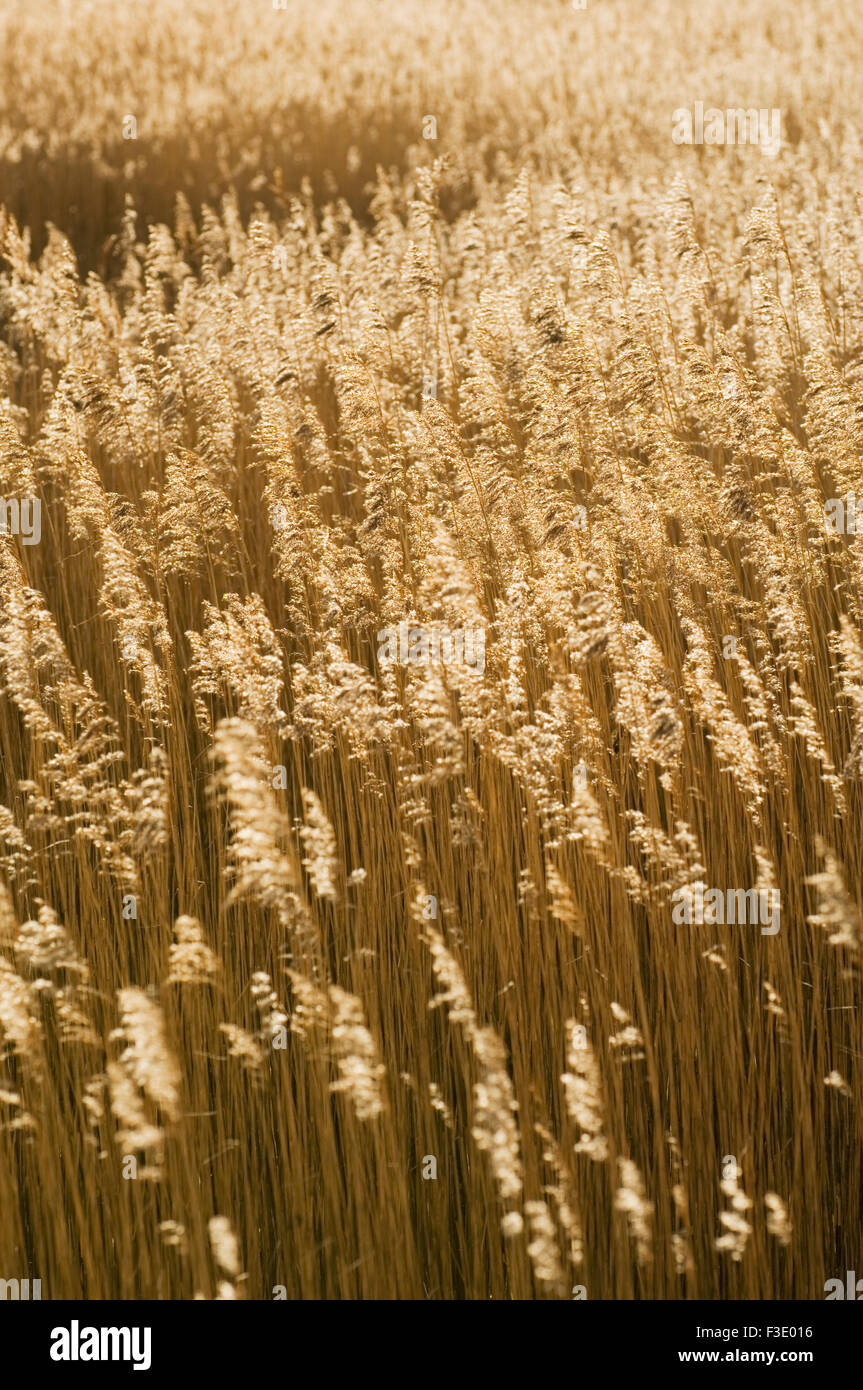 Schilfbeetes an der Mündung des Flusses Konon in hellem Sonnenlicht, in der Nähe von Dingwall, Ross-Shire, Schottland. Stockfoto