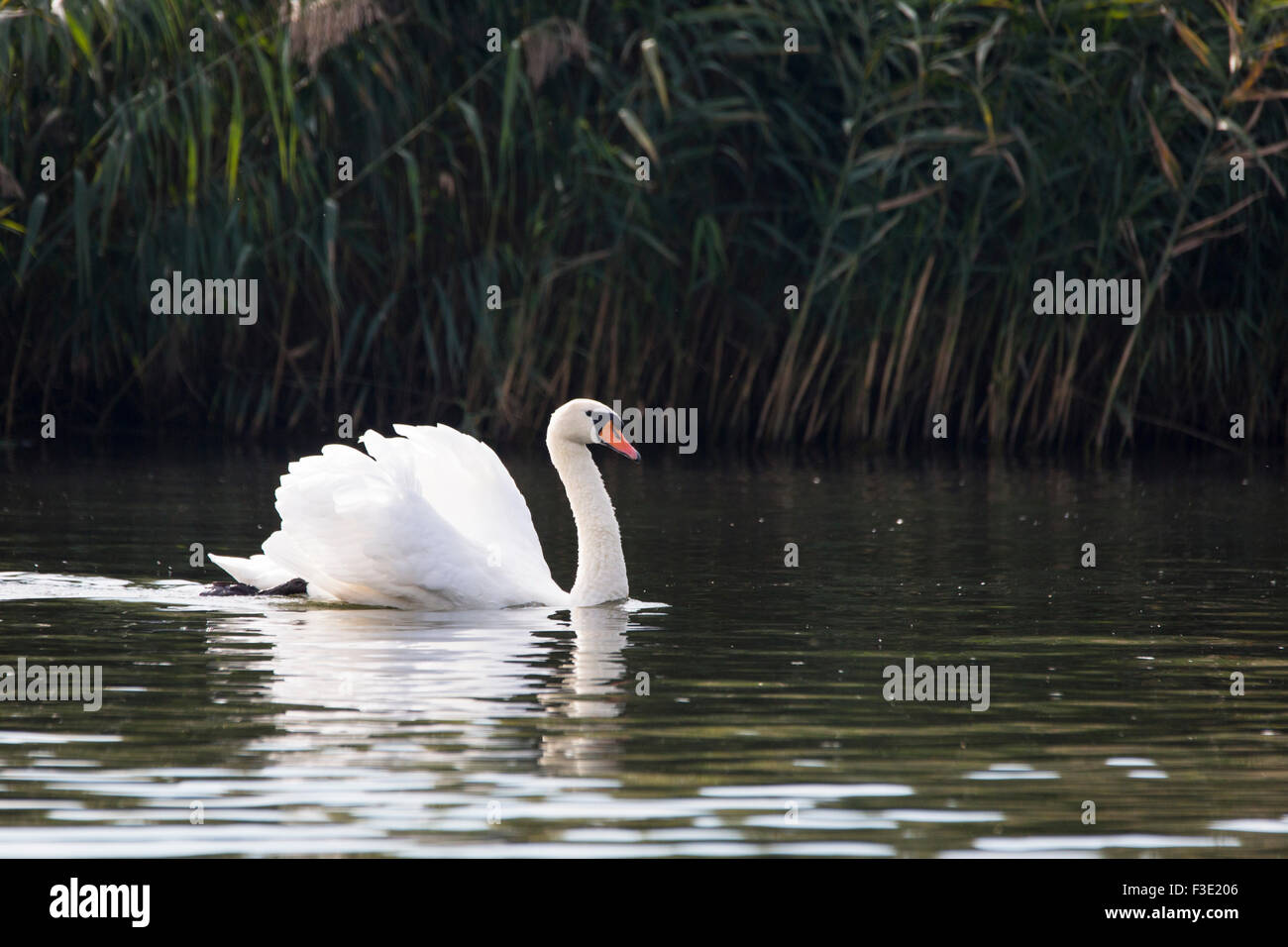 Schwan im niederländischen National Park "Biesbosch" in den Niederlanden Stockfoto