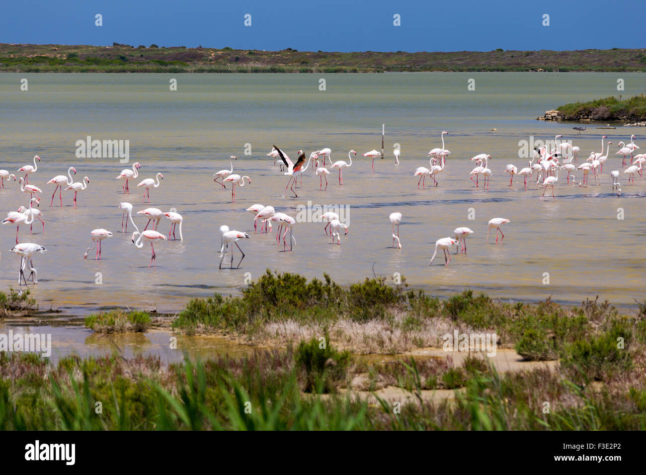 Phoenicopterus, Naturschutzgebiet Vendicari. Sizilien Stockfoto