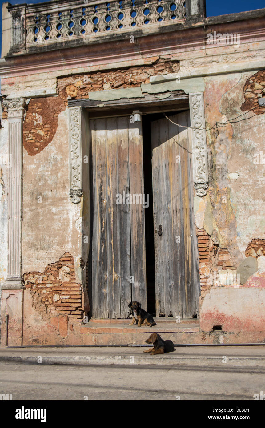 Welpen vor einem Tor in Trinidad, eine Stadt im Zentrum von Kuba befindet sich in der Provinz Sancti Spiritus. Stockfoto