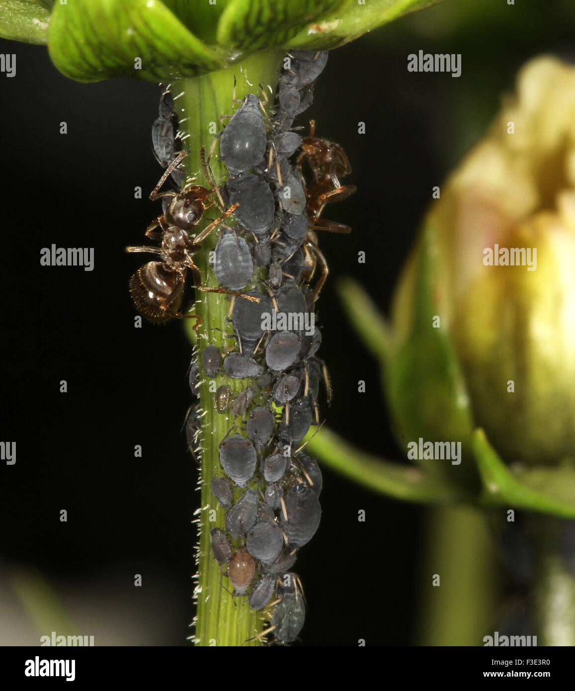 Ameisen Blattläuse für Honigtau auf Kosmos Pflanzenstängel Landwirtschaft. Stockfoto
