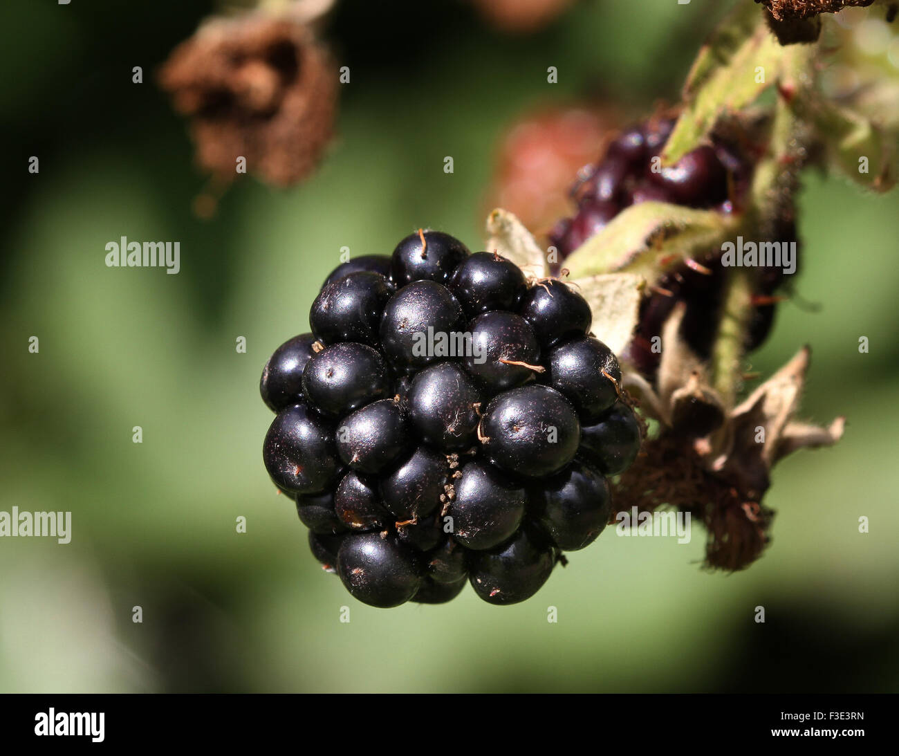 Brombeere, reif und fertig zum Verzehr. Stockfoto