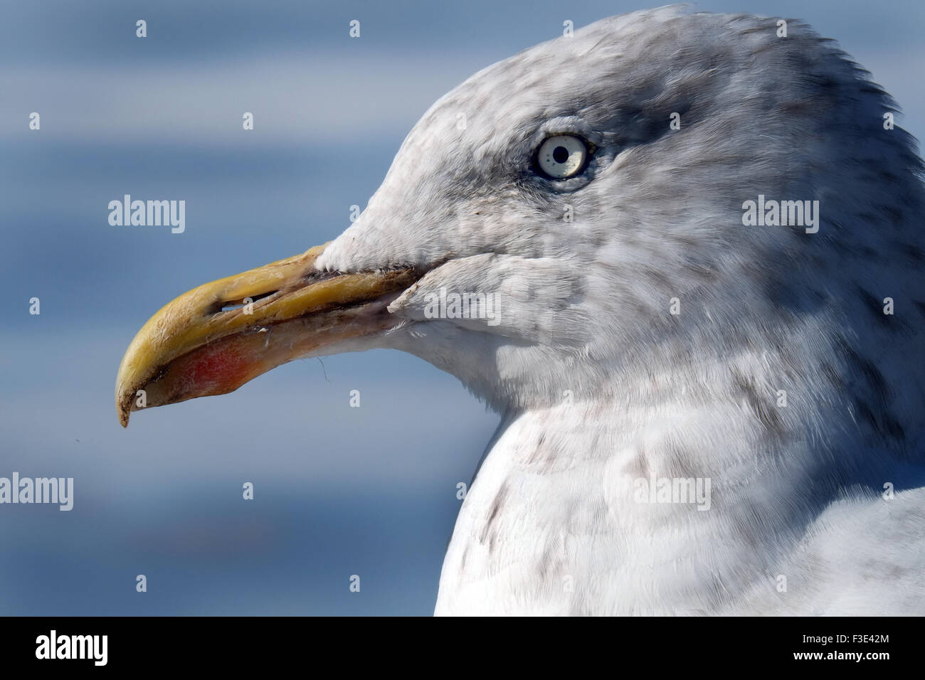 Silbermöwe Kopf hautnah. Stockfoto