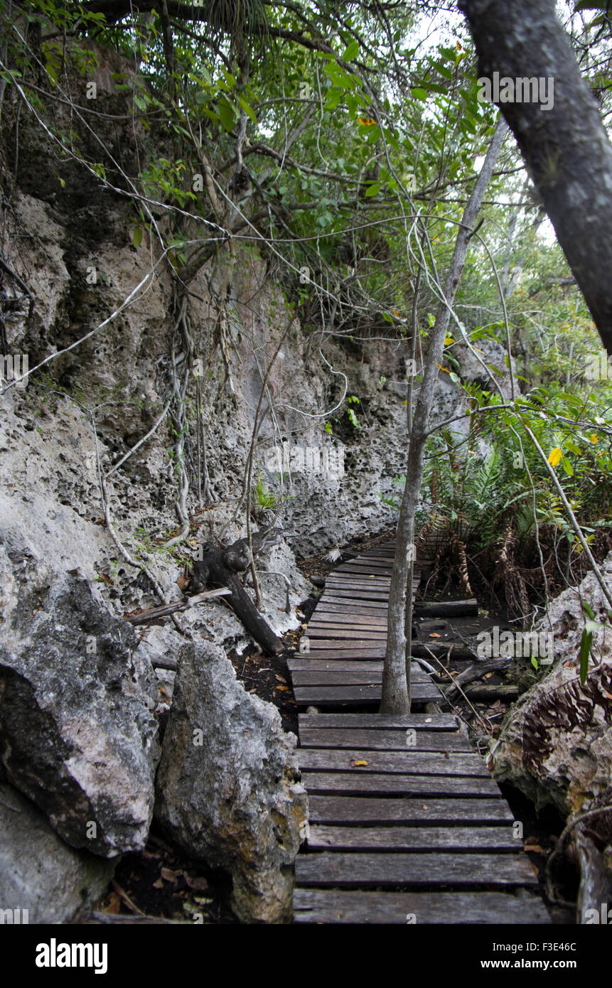 Promenade durch ein Gebiet von außergewöhnlicher natürlicher Schönheit entlang einer Felswand auf der Insel Kuba Stockfoto