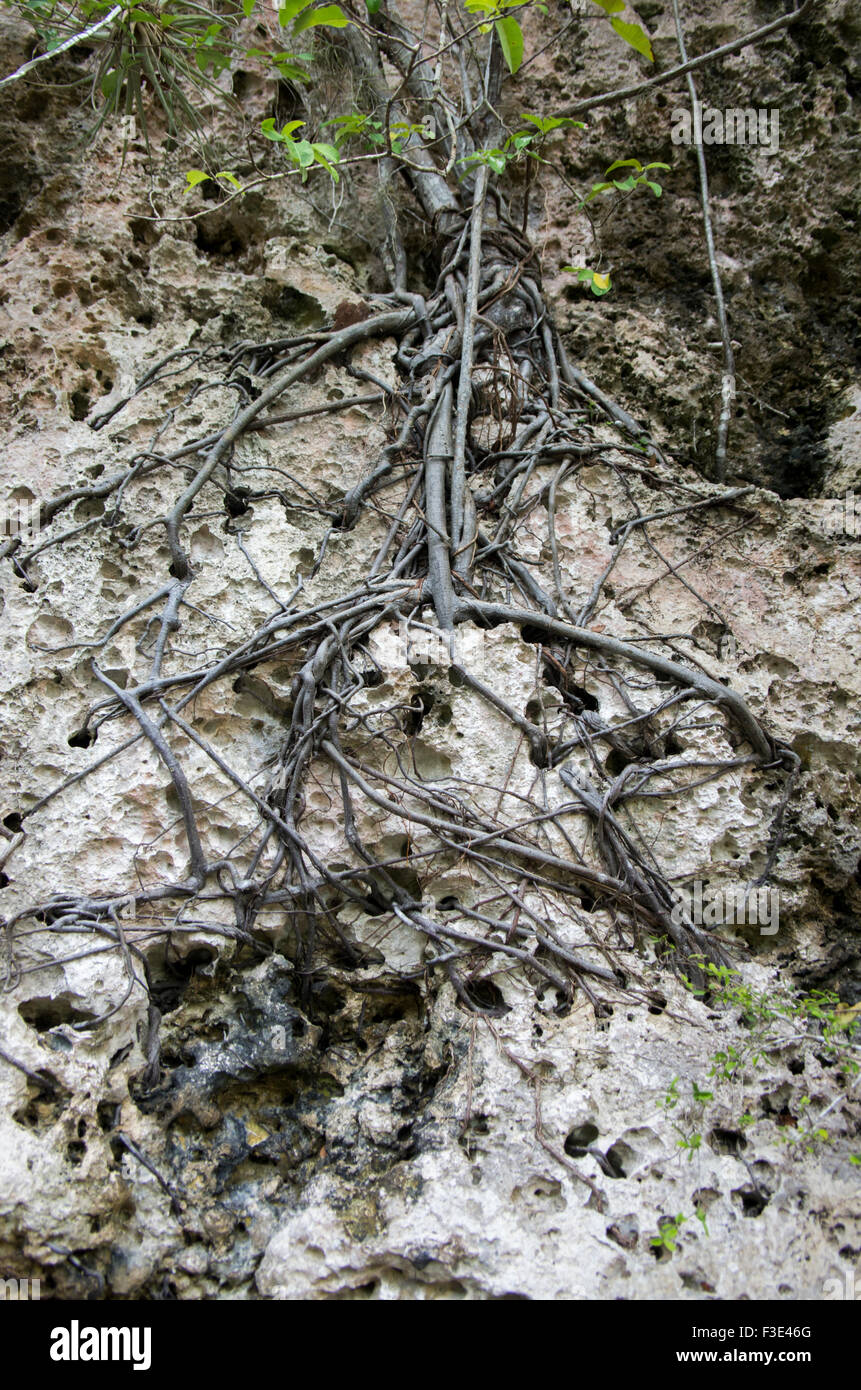 Baumwurzeln, klammerte sich an der Felswand in ein Gebiet von außergewöhnlicher natürlicher Schönheit in der Nähe von Playa Larga in der Republik Kuba Stockfoto