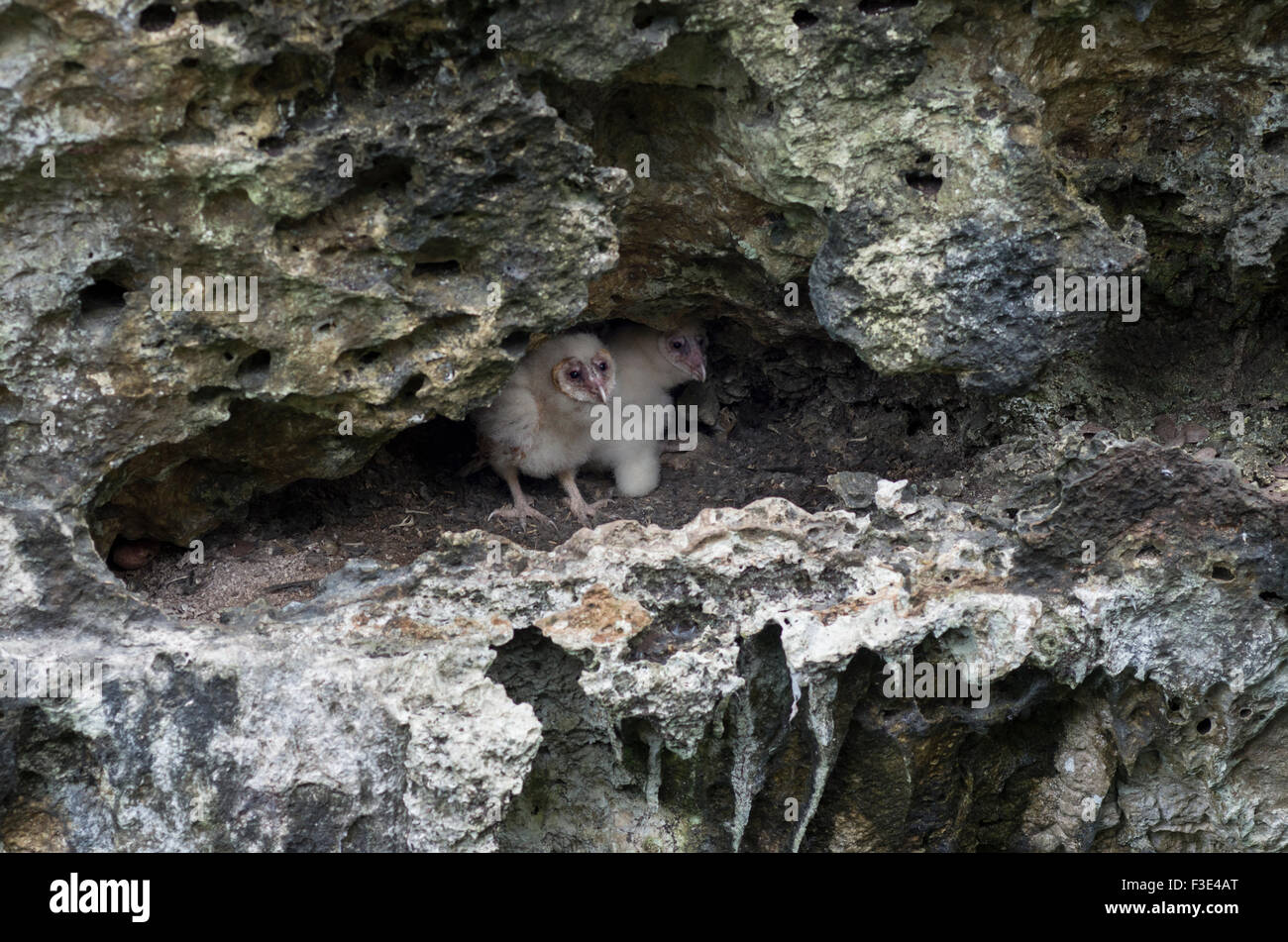 Baby Eulen mit herzförmigen Gesichtern drängten sich in einer Höhle auf der Insel Kuba Stockfoto