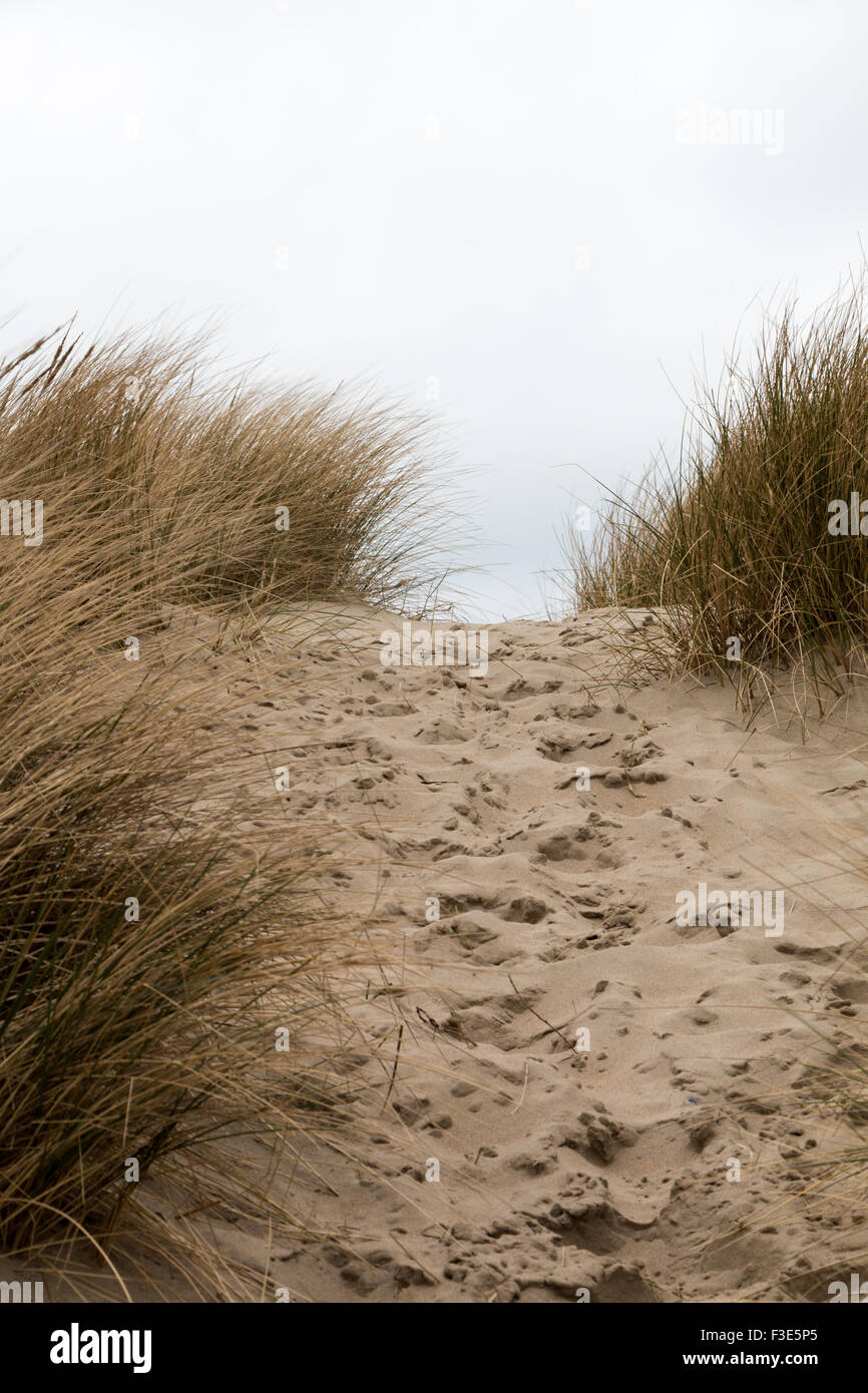 Spuren im Sand zwischen sandigen Rasen Dünen - vertikal Stockfoto