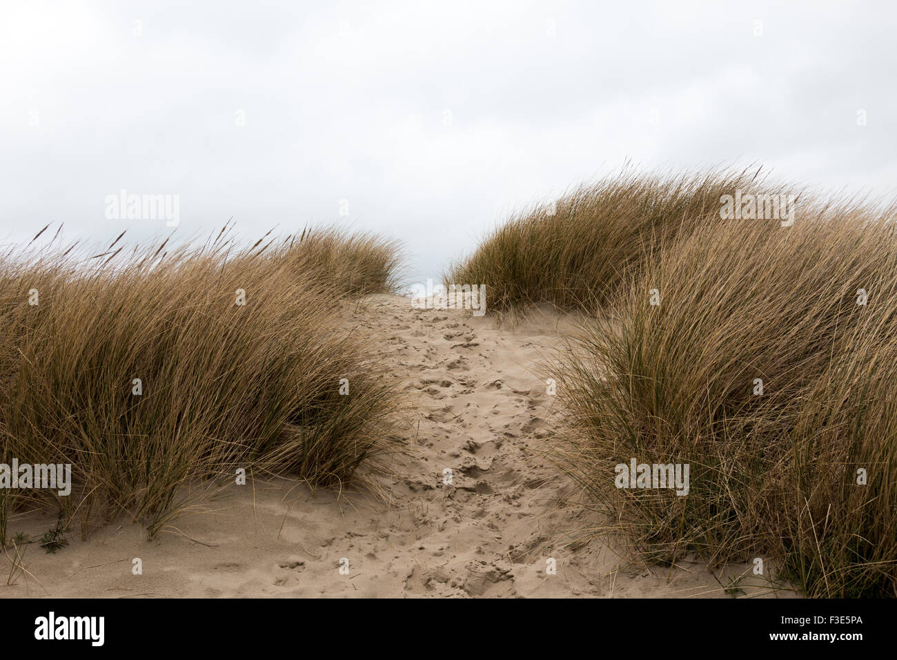 Spuren im Sand zwischen sandigen Rasen Dünen - horizontal Stockfoto