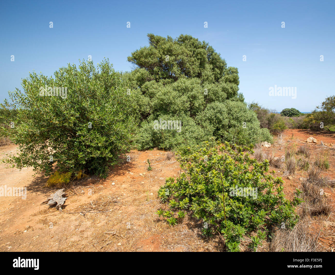 Mediterrane Vegetation. Olea Europaea. Calamosche, Noto, Stockfoto
