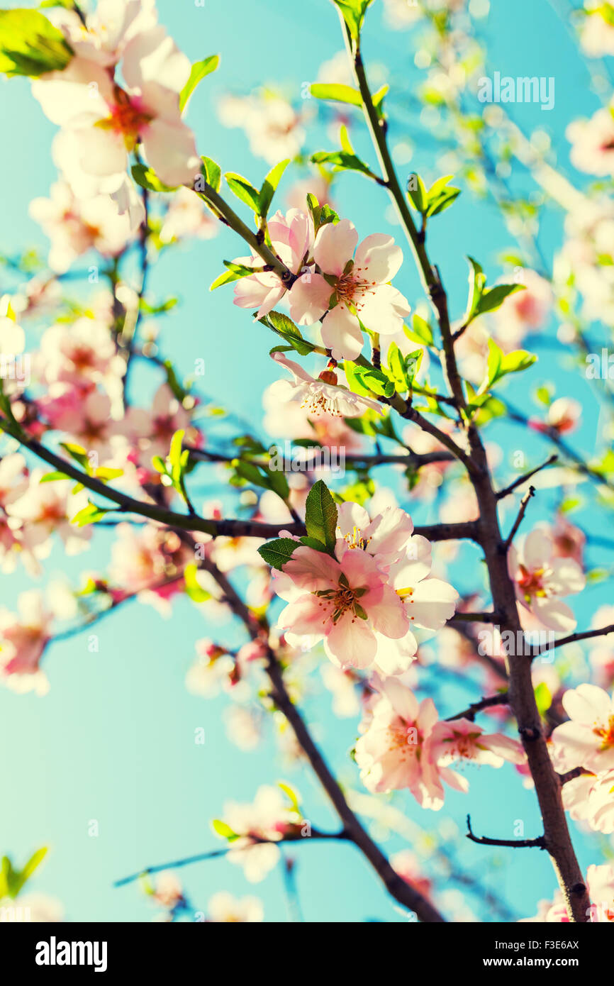 Blühende Mandelbäume Blume im Frühling in Griechenland Stockfoto