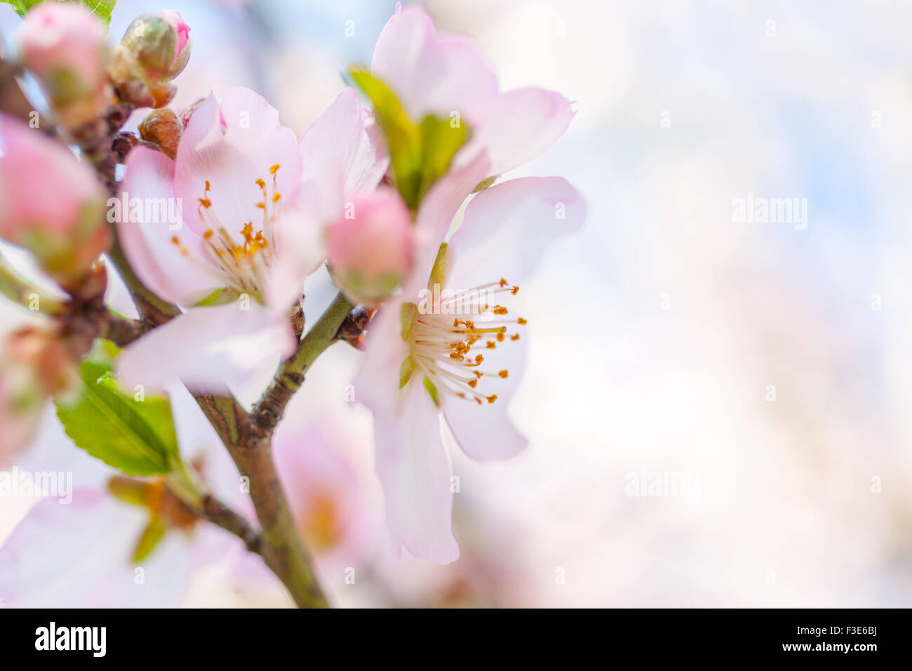 Blühende Mandelbäume Blume im Frühling in Griechenland Stockfoto