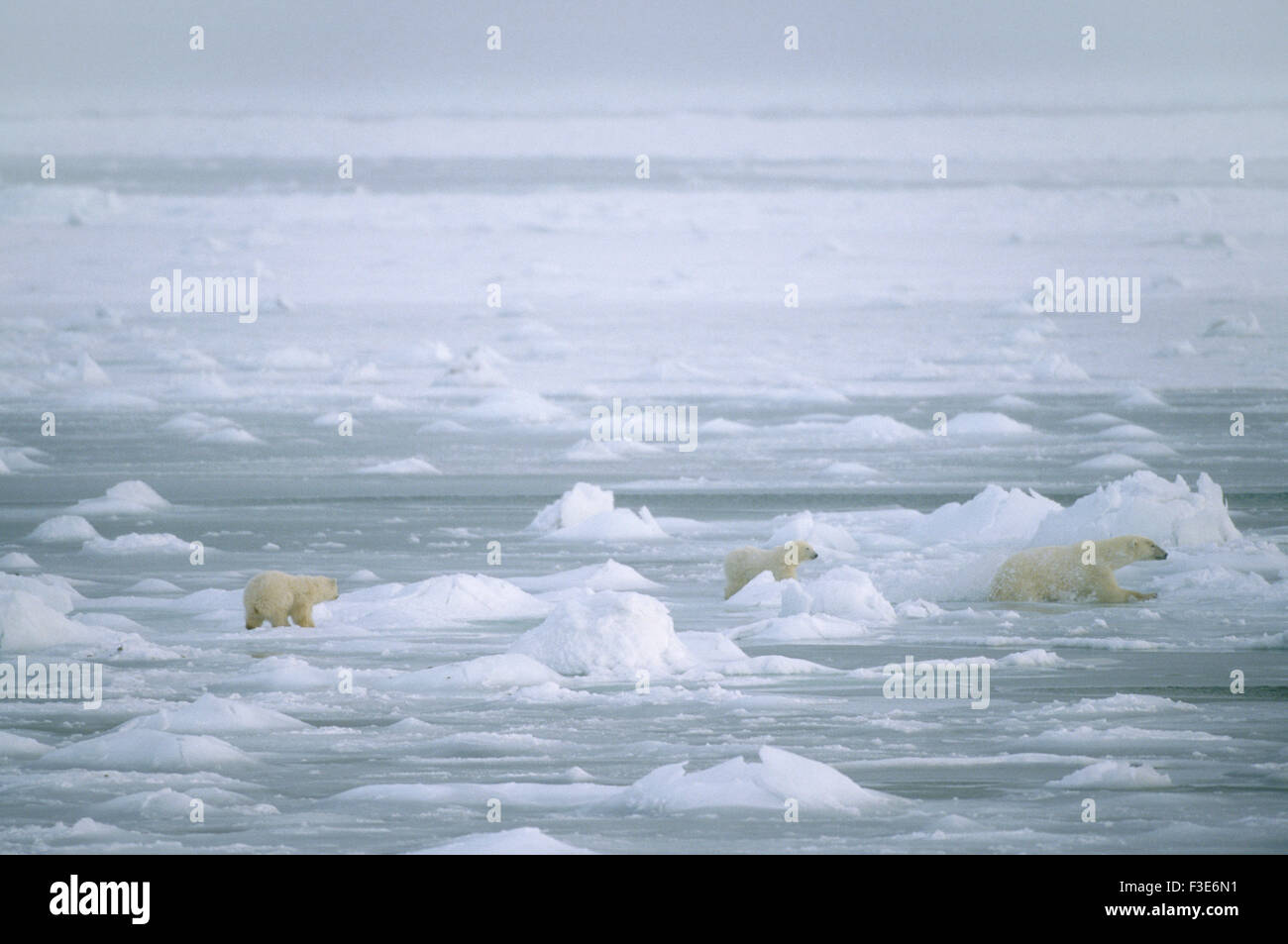 Eisbär-Mutter und Welpen. Kanada Stockfoto