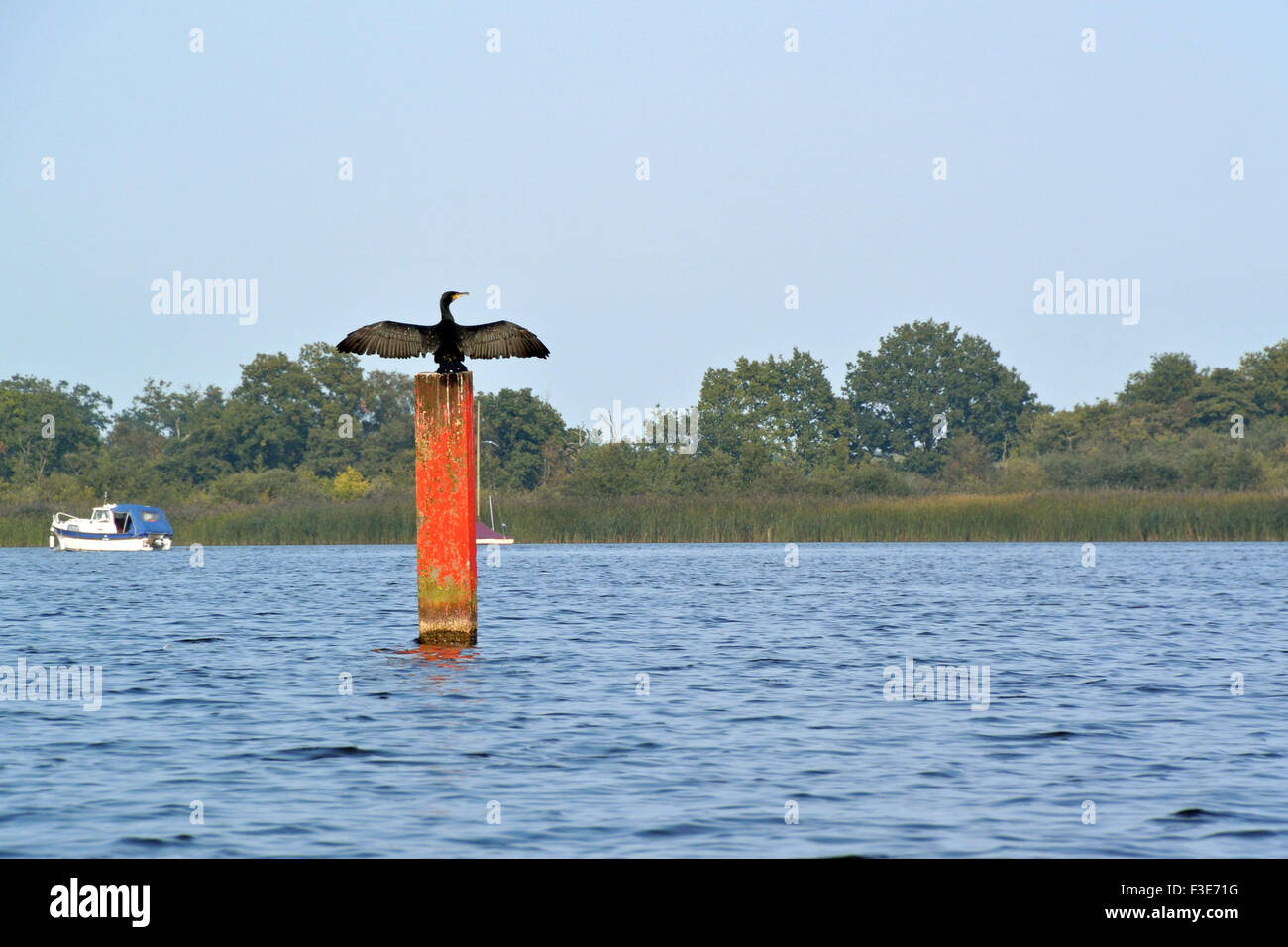 Ein Kormoran Trocknung seine Flügel zu einem Navigation Beiträge in Barton breit, in der Broads National Park, Norfolk Stockfoto