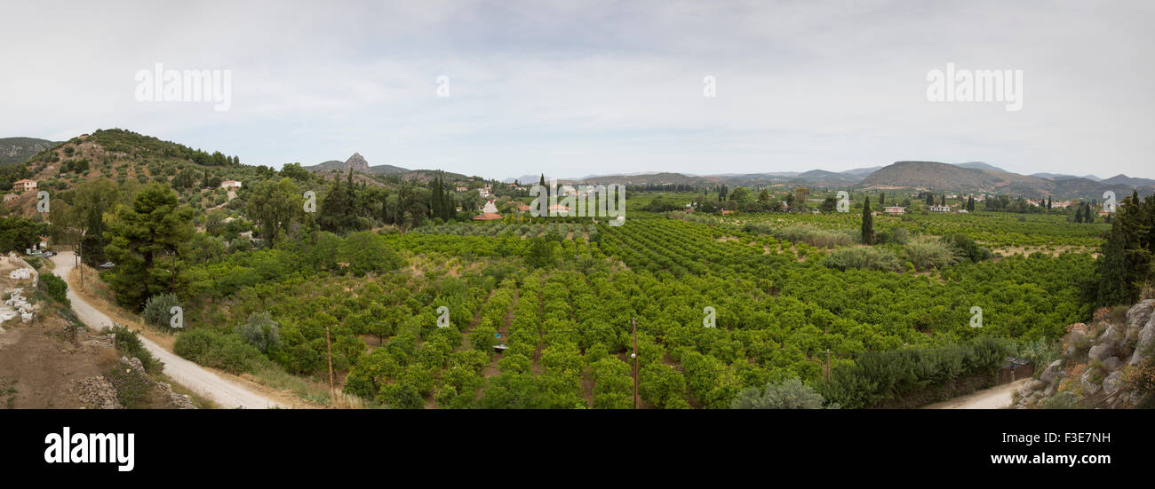 Panoramablick auf einer Orangenplantage in der Nähe von Tolo, Griechenland Stockfoto