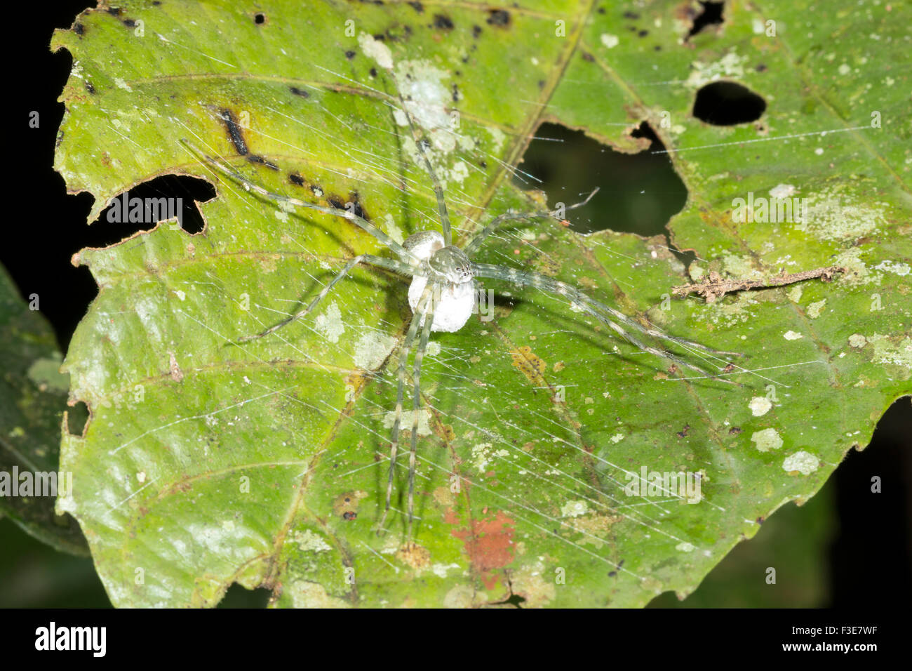 Spinne mit einem Ei Sac in Regenwald Unterwuchs, Ecuador Stockfoto