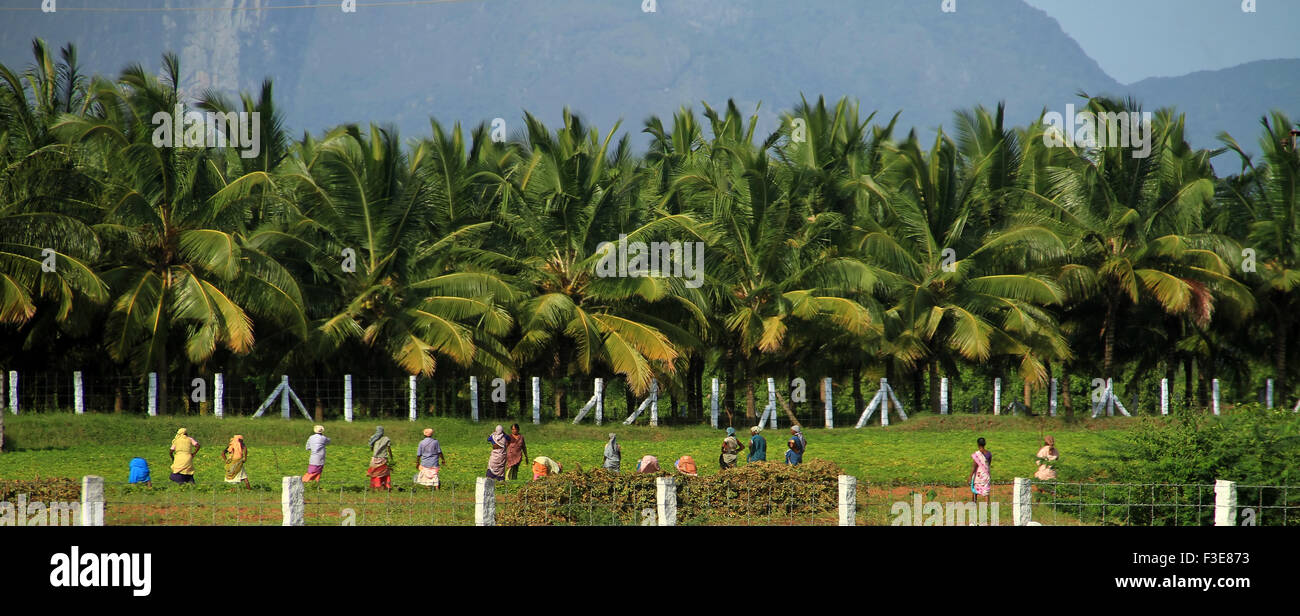 Beschäftigte im Coconut Tree farms Stockfoto