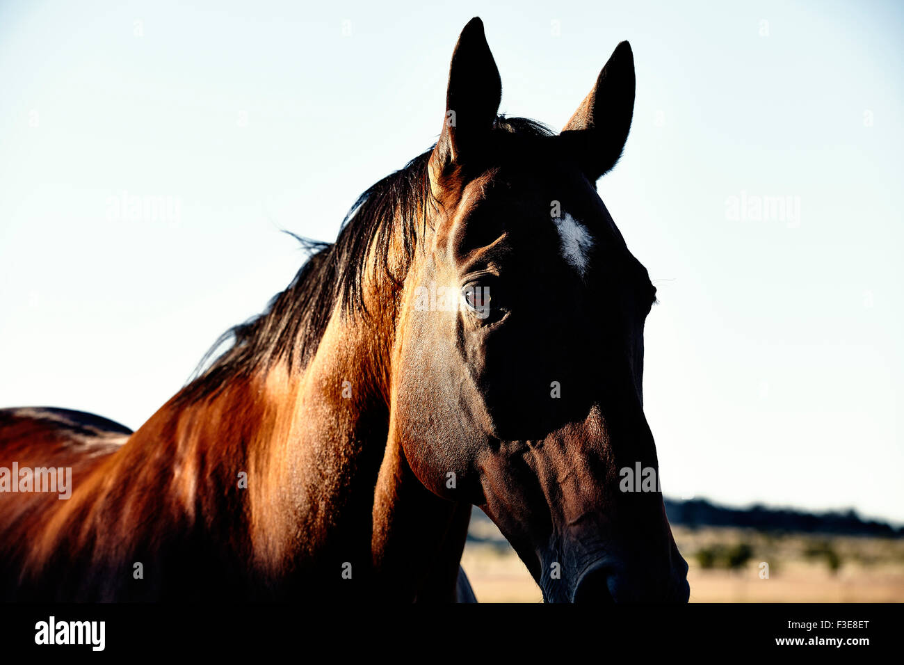 Bay farbiges Pferd mit sonnigen Seite des Gesichts Stockfoto