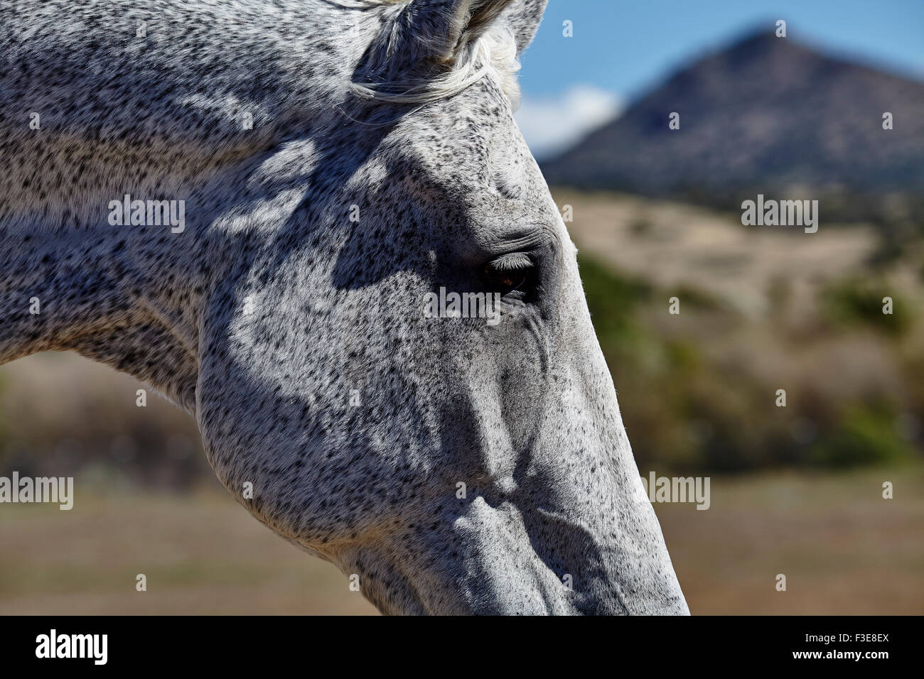 Floh gebissen farbiges Pferd-Profil mit Berg im Hintergrund Stockfoto
