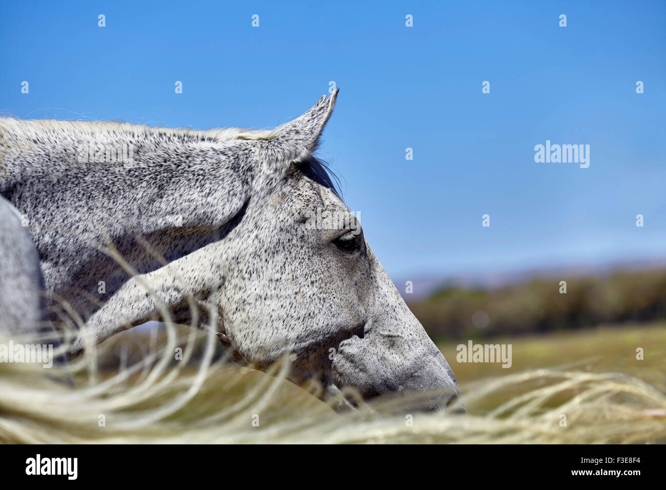 Floh gebissen grau gefärbt Pferd-Profil mit Schweif der wind Stockfoto
