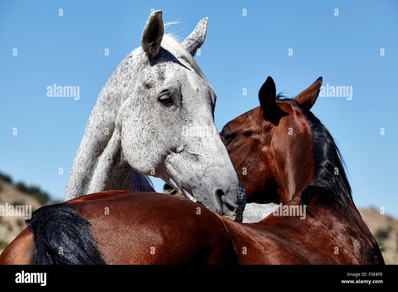Floh gebissen Pferdepflege Bucht Pferd mit Gebirgshintergrund Stockfoto