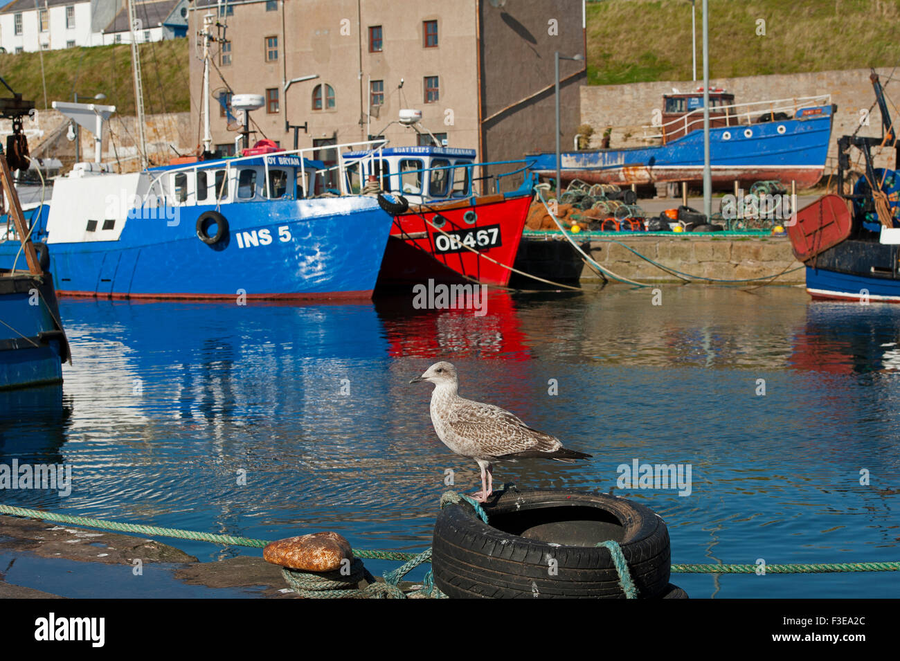 Näheren Umgebung Angelboote/Fischerboote vertäut im Burgled Hafen Moray Nordosten Schottlands.  SCO 10.092. Stockfoto
