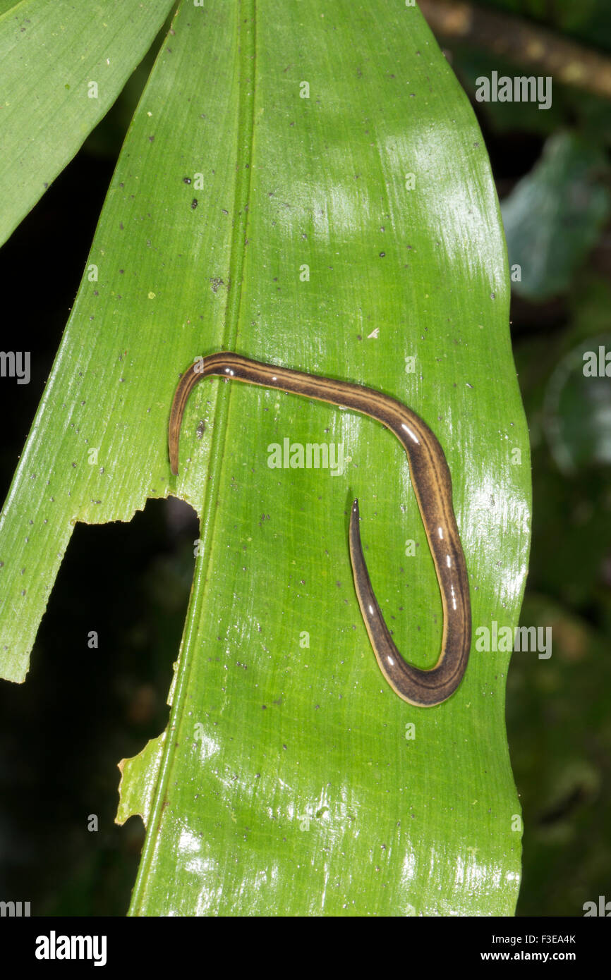 Riesiges Land Planarian (Flatworm) auf einem Blatt im Regenwald Ecuadors Stockfoto
