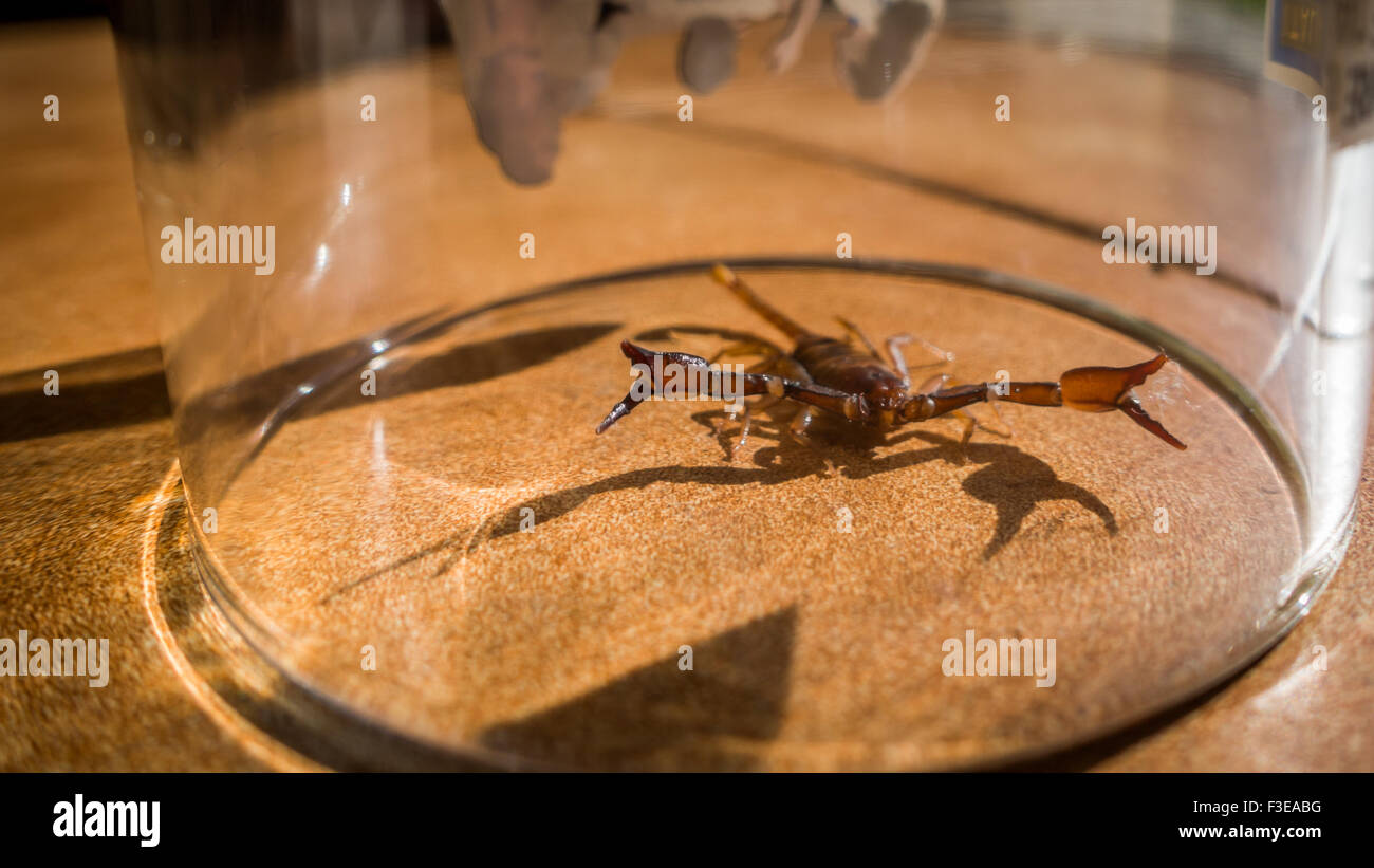 Tierwelt - Skorpion gefangen in einem Glas in der Region Veneto Italien. (Freigegeben ohne Schaden außerhalb) Stockfoto