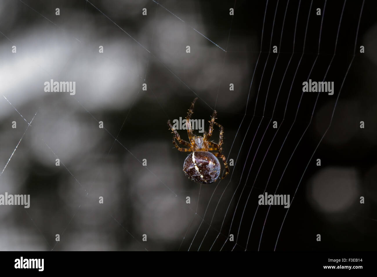 Europäische Gartenkreuzspinne (Araneus Diadematus, auch bekannt als Diadem Spider, Kreuzspinne oder gekrönte Orb Weaver) Aufbau eines Webs Stockfoto