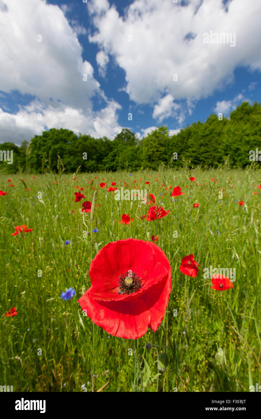 Gemeinsamen Mohn / roter Mohn (Papaver Rhoeas) in Blume im Feld im Sommer Stockfoto
