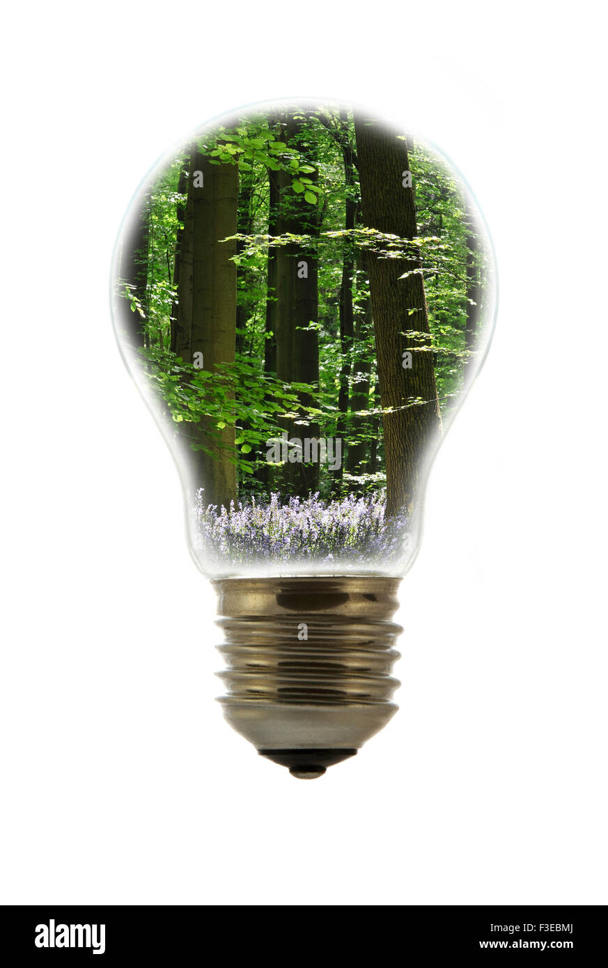 Konzeptionelle Darstellung Bäume im Frühlingswald innen weißglühende Lampe / Birne vor weißem Hintergrund Stockfoto