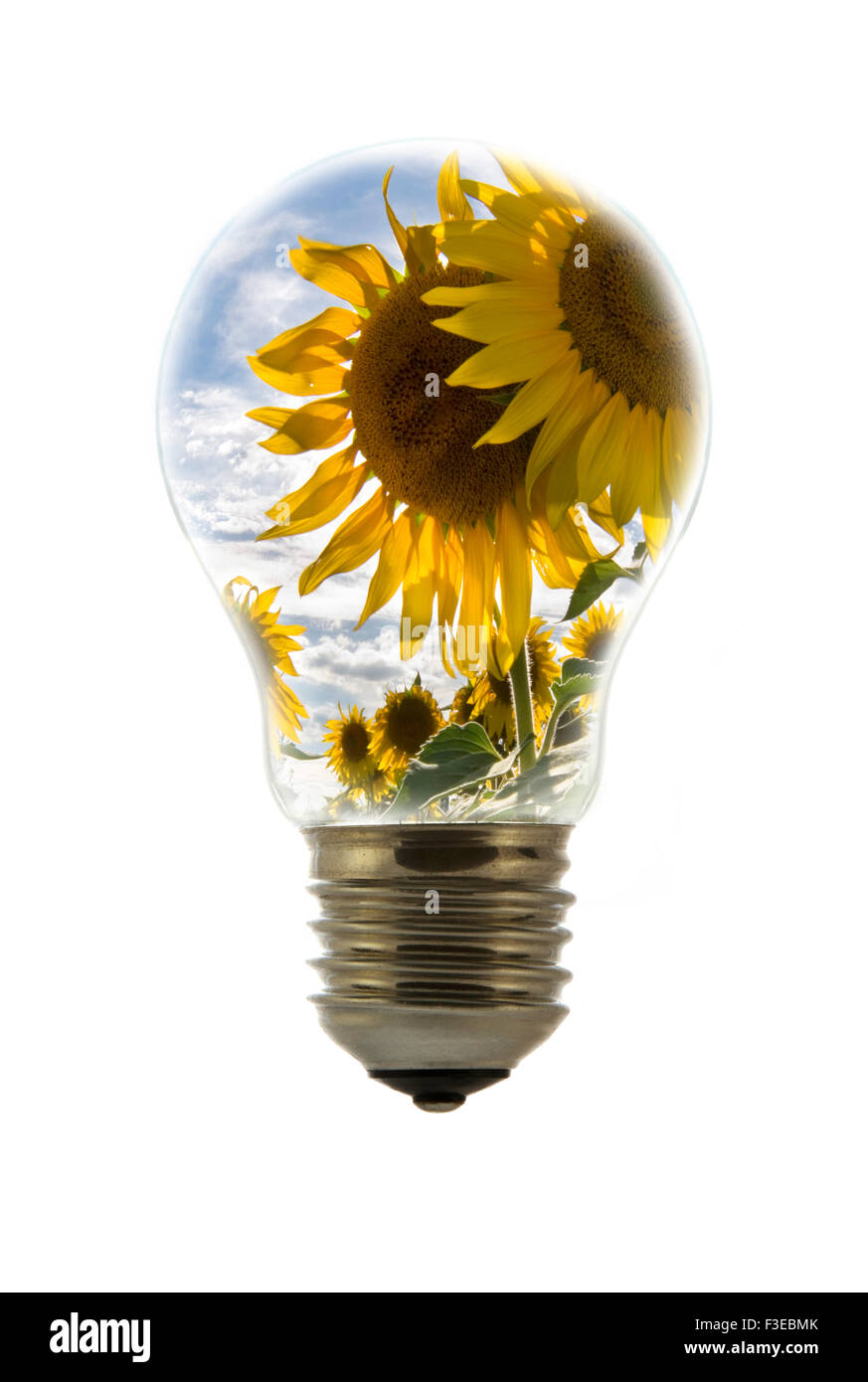 Konzeptionelle Darstellung Sonnenblumen (Helianthus Annuus) innen weißglühende Lampe / Birne vor weißem Hintergrund Stockfoto