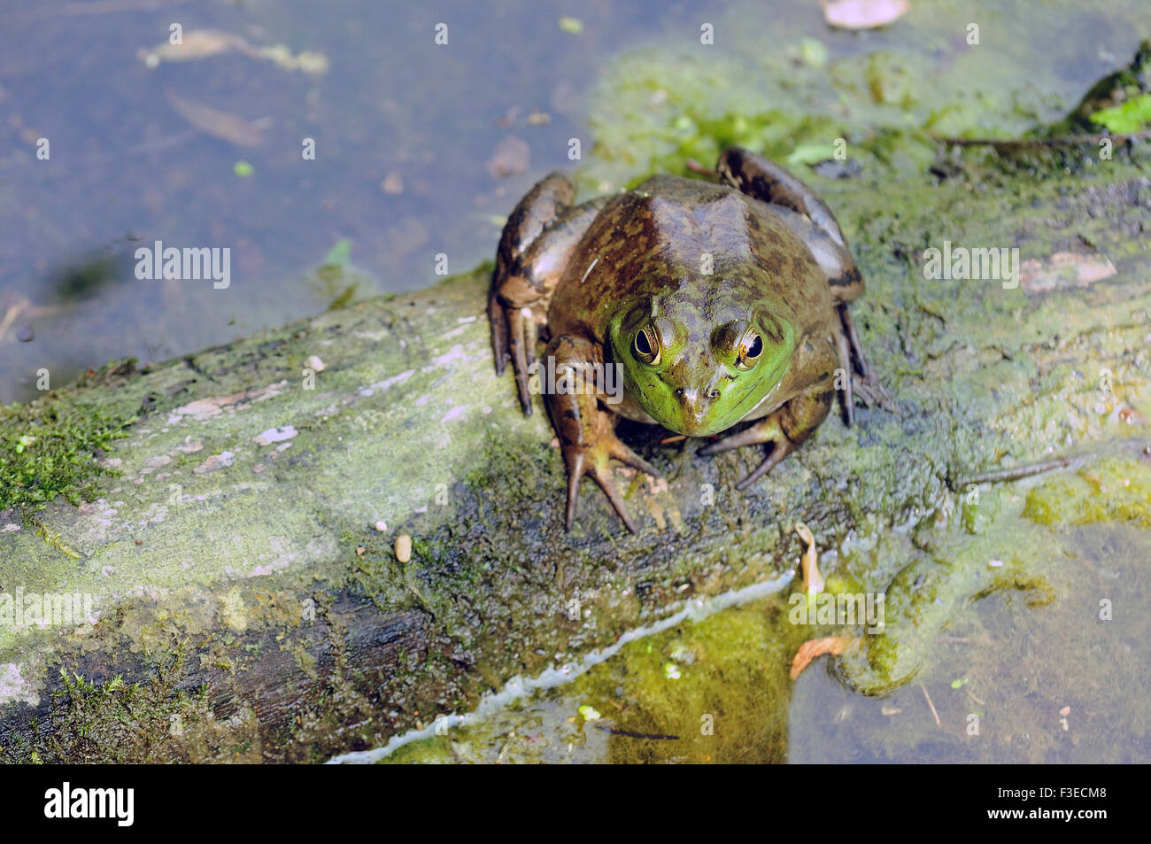 Bull Frog sitzt auf Log. Stockfoto