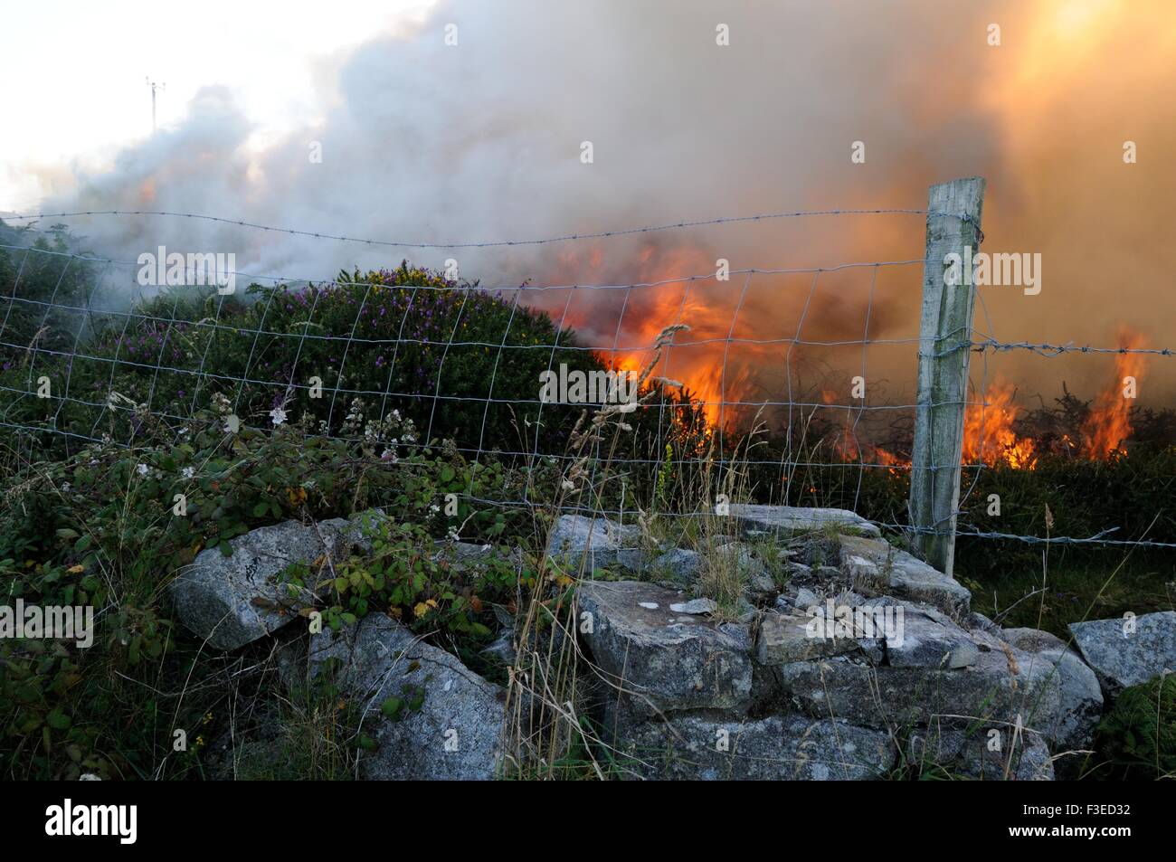 Kontrollierte Ginster und Heidekraut brennen Inishnee Roundstone Connemara Irland Stockfoto