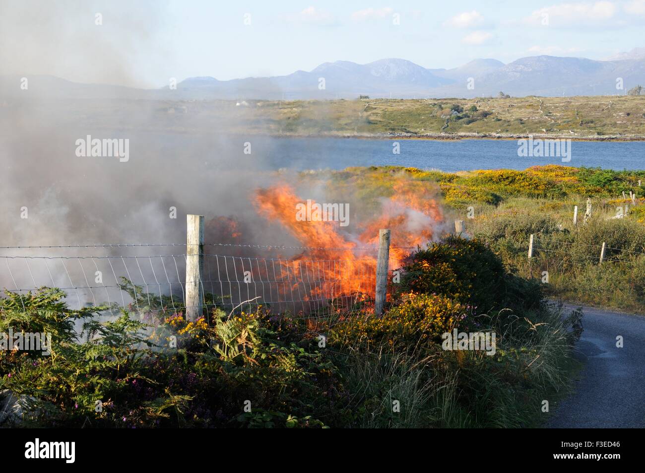 Kontrollierte Ginster und Heidekraut brennen Inishnee Roundstone Connemara Irland Stockfoto
