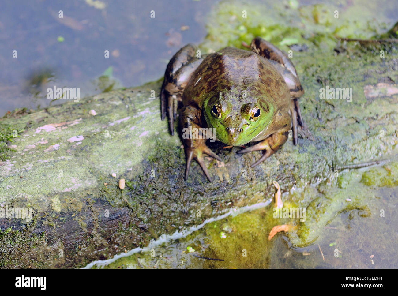 Bull Frog sitzt auf Log. Stockfoto