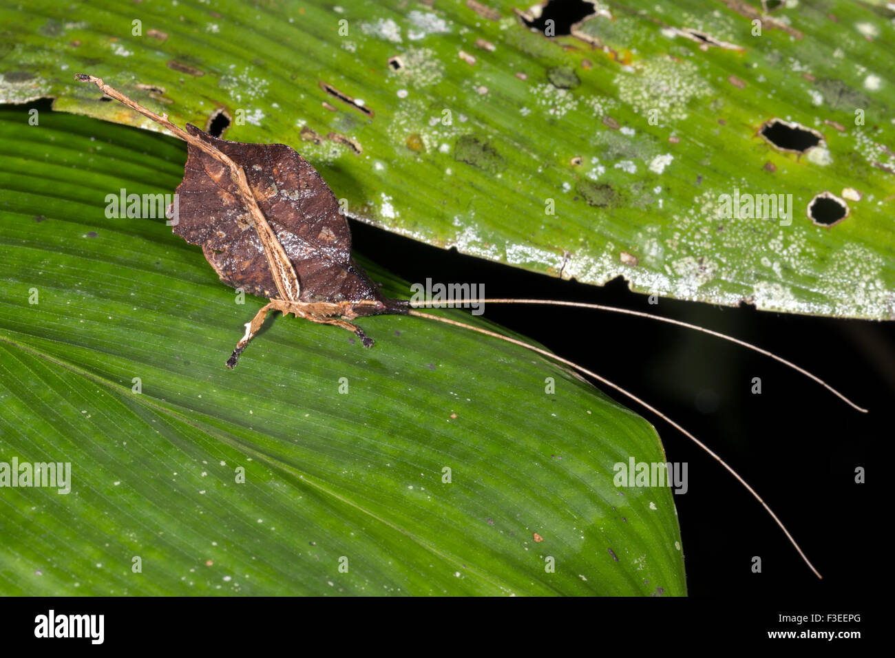 Amazonas Blatt mimischen Grashuepfer, Ecuador Stockfoto