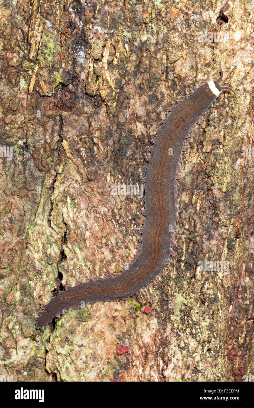 Peripatus (Stummelfüßer oder zu Fuß-Wurm) Beranken einen Baumstamm im ecuadorianischen Amazonasgebiet Stockfoto