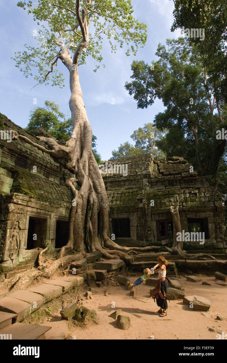 Ta Prohm Tempel. Reisen mit Kindern. Große Bäume ragen über Ta Prohm, ihre Blätter filtern das Sonnenlicht, Bereitstellung von Kurort Stockfoto